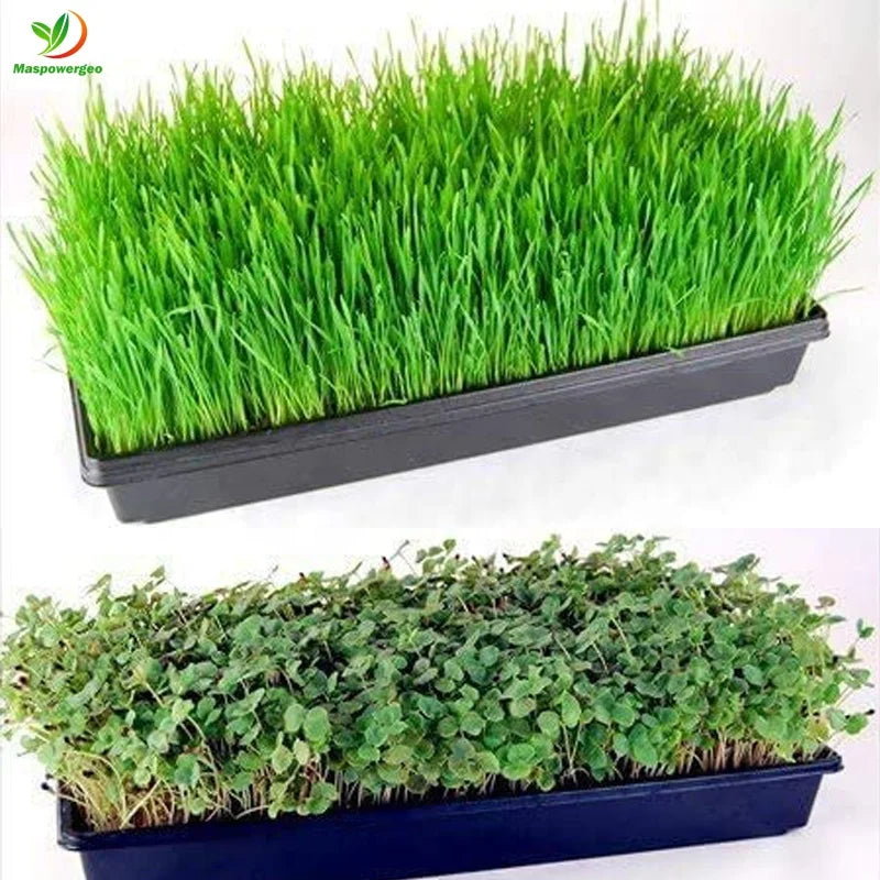 Hydroponic 1020 Flat Paddy Microgreens Seeding Tray 60x30 Nursery for Wheatgrass  Fodder Rice sprouts vegetable