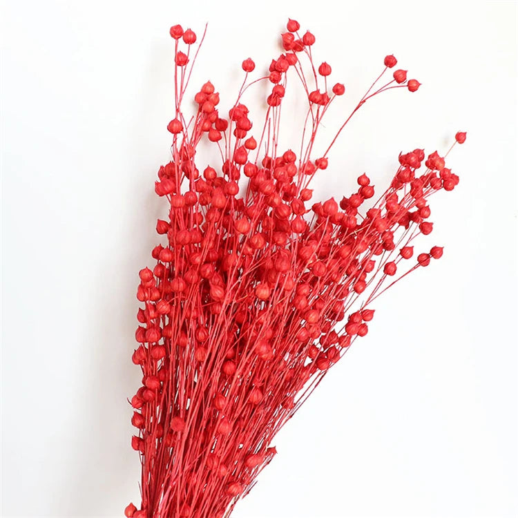 SZ04124 Popular Cheap Dried Flower Preserved Acacia Bean Long Lasting Preserved Jequirity for Home Wedding Decoration
