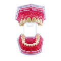28-Teeth Removable Soft Gum Model Full Mouth Multi-Purpose Oral Hygiene Product