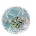 Factory Wholesale 2023 New Garden Supplies Tall clear Pots Orchid Pot Transparent Pot Planters