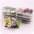 Hot Sale DIY Dried Pressed Flowers Dry Flower