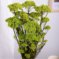 Y-N026 2023 Hot Selling Dried Flowers Real Natural Dried Millet Flower Preserved Rice Flower for Bouquet Arrangement