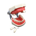Teeth Teaching Dental Implant Model28 Teeth Movable Dental Model With Screw