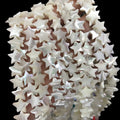 12mm White Mother of Pearl Shells Star Pentagram Shape Shell Beads for Jewelry Making