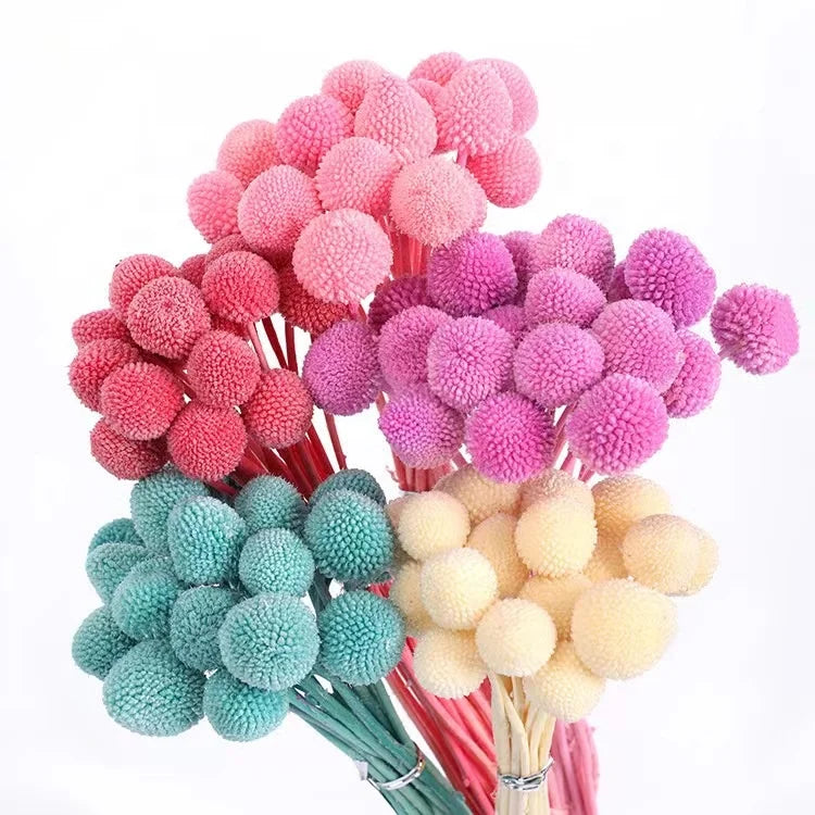 Wholesale Billy Ball Dried Flowers and Plants Preserved Flowers Craspedia Fresh Cut Wedding Bouquet