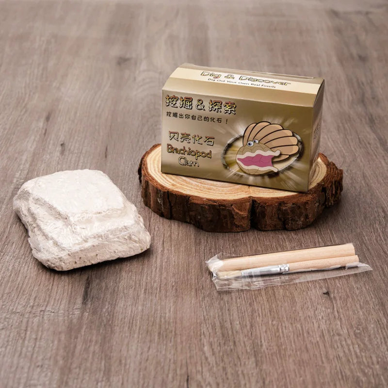 Creativity Shell Fossil Science Educational Dig Kit Natural Stone Excavation Kits