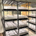 China Manufacturer Garden Propagation Tray Plant Seedling Starter Tray with Dome and Base