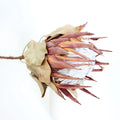 M070 Blush King Protea Dried Flower Arrangement Natural Real Home Decor and Wedding Flowers Banksai Branch Included MegaBDM