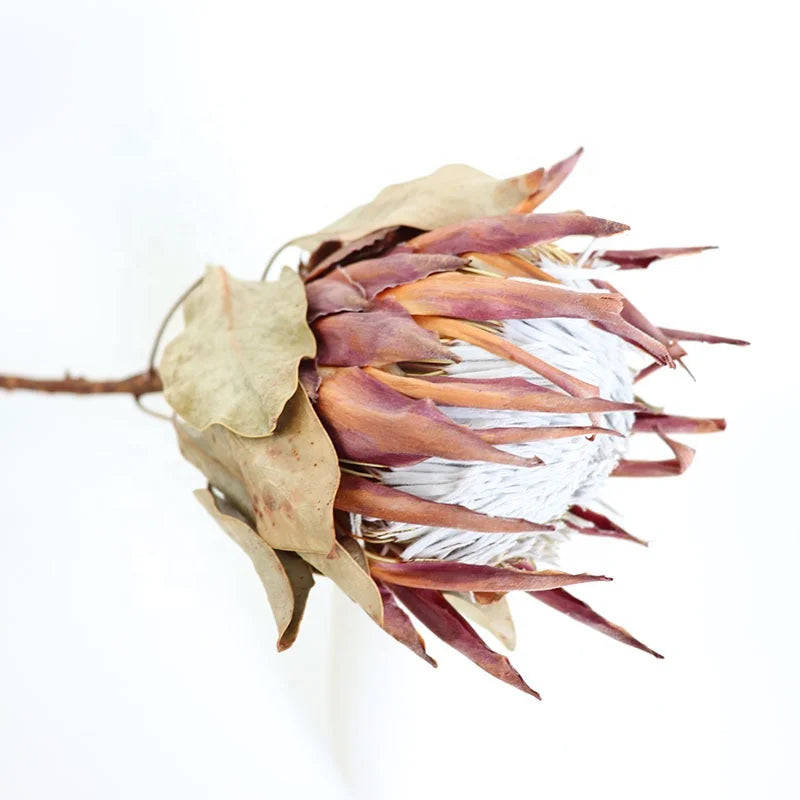 M070 Blush King Protea Dried Flower Arrangement Natural Real Home Decor and Wedding Flowers Banksai Branch Included MegaBDM