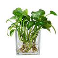 Wholesale Nordic Small Clear Cylinder Glassware Crystal Glass Clear Hydroponic Plant Home Decoration Square Cube Flower Vase