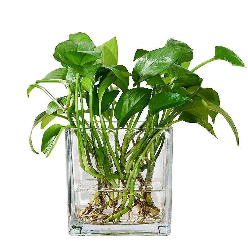 Wholesale Nordic Small Clear Cylinder Glassware Crystal Glass Clear Hydroponic Plant Home Decoration Square Cube Flower Vase