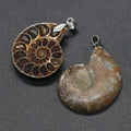 Healing Shell Mineral Gemstone Fossil Pendant Spiritual Reiki Quartz Crystal Energy Ammonite Feishui Pendant for Valentine's Day