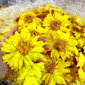 Yellow Lotus Organic Egyptian Nymphaea Caerulea | Aphrodisiac Dried Flowers Herb for Smoking Pre Roll | Holistic Wellness Tea