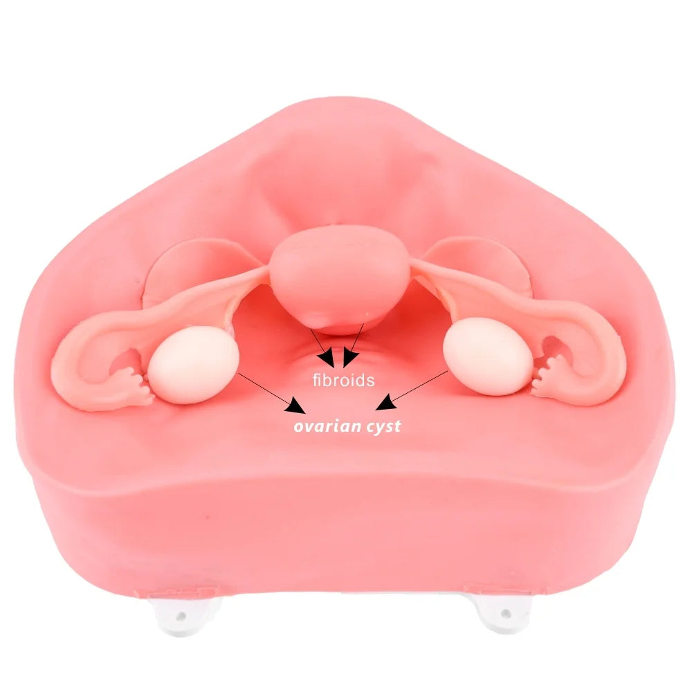 Medeasy Pelvic Model for Hysteroscopy and Laparoscopy Simulator Trainer with Fibroid Swelling Pelvic Environment