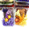 Wholesale Dried Herbs and Flowers Dried Red Flowers for Handy Crafts Making