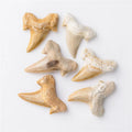 Natural Mineral Marine Life Tooth Gem Stone Craft   Teeth for Jewelry Making Pendant Necklace Specimen Home Decor