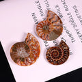 Polished Conch Ammonite Slices 5pcs Set Natural Love Gemstone Pendant for Home DÃ©cor Jewelry Making Semi-Precious Stone Crafts