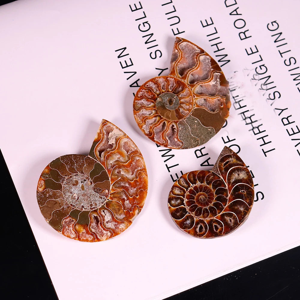 Polished Conch Ammonite Slices 5pcs Set Natural Love Gemstone Pendant for Home DÃ©cor Jewelry Making Semi-Precious Stone Crafts