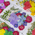 D160 Wholesale Dried Pressed Flowers Mixed Pack Colorful Daisies Leaves Hydrangea Dry Pressed Flowers for Resin Craft  Decor