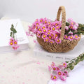 Wholesale Natural Dried Flowers Bouquet Daisy Flower Preserved Chrysanthemum Dried Rodanth for Home Decoration