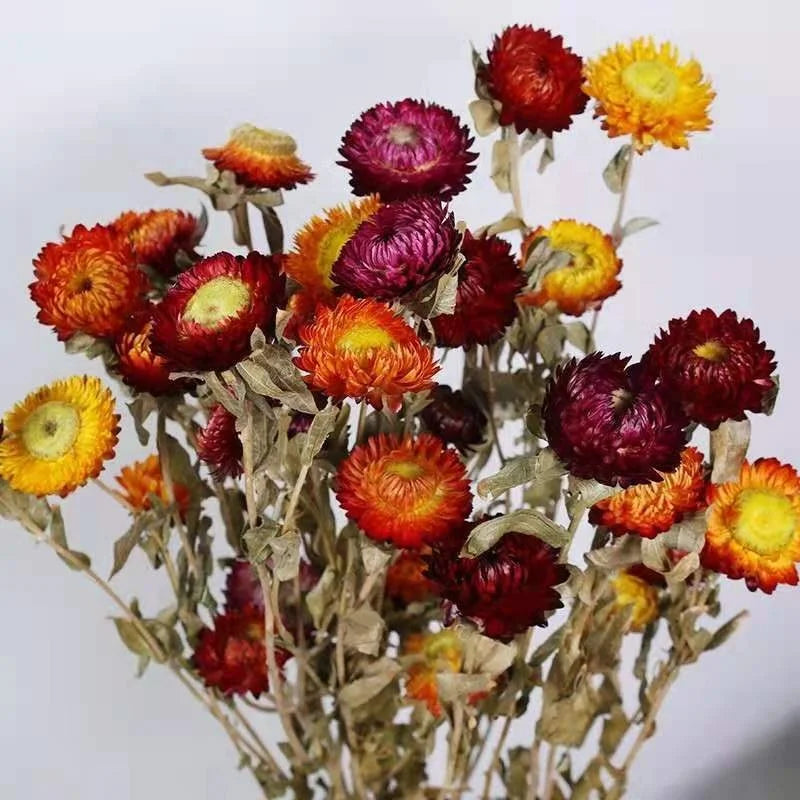 Wholesale Colorful Natural Dried Flowers Strawflower 20PCS/Pack Dry Flowers Bouquets Decorations for Home