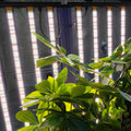 Eu Stock No Vat No Tax Meijiu RJ Dimmable Red Warm White Ip65 Led Strip 720W Led Grow Light for Growing