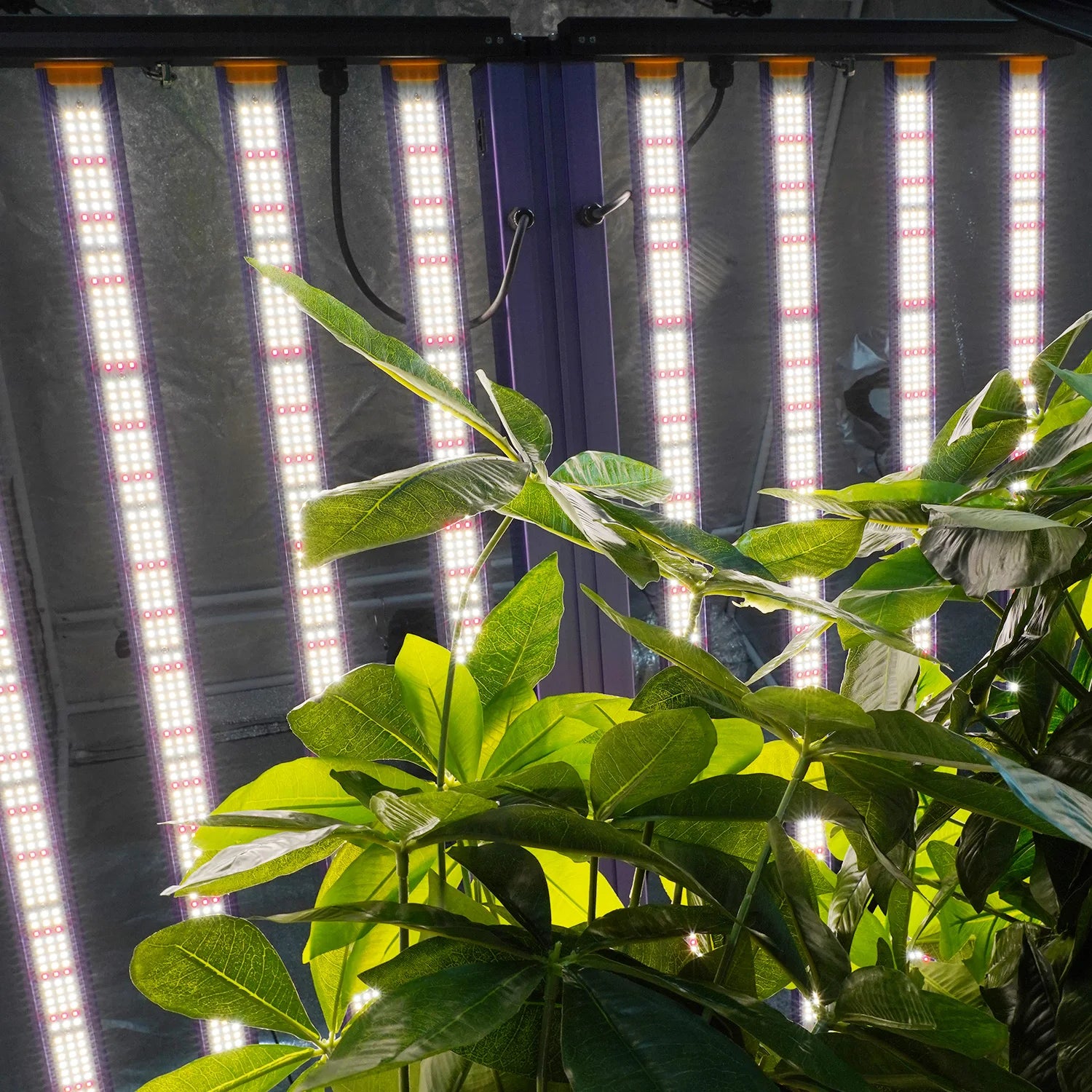 Eu Stock No Vat No Tax Meijiu RJ Dimmable Red Warm White Ip65 Led Strip 720W Led Grow Light for Growing