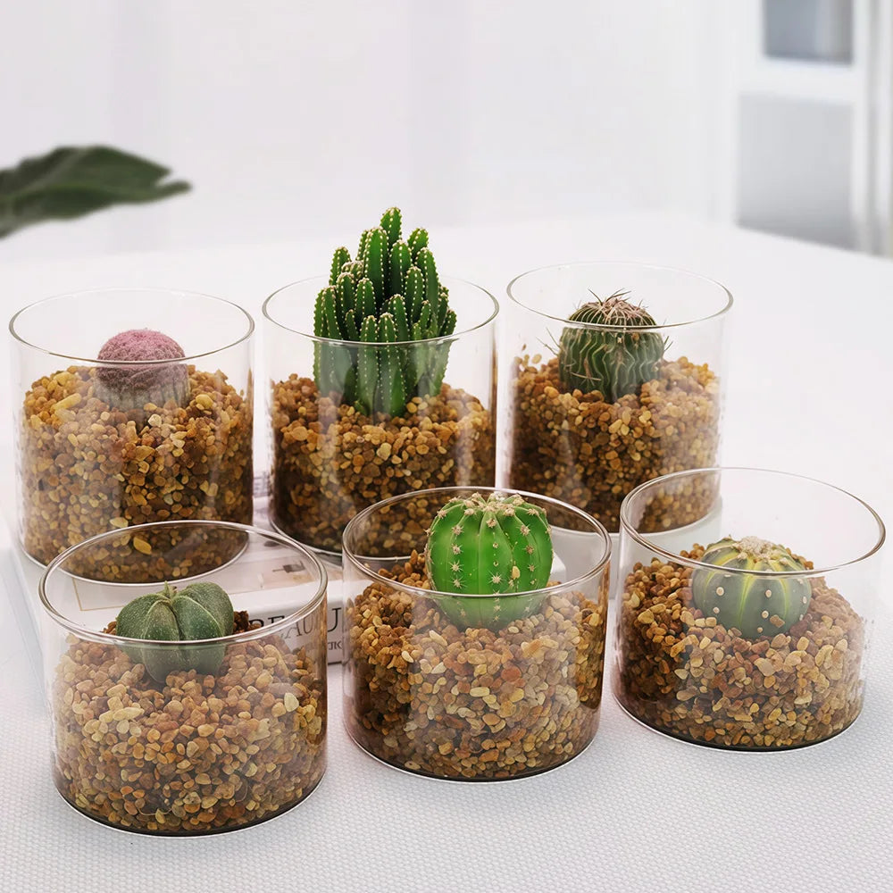 Transparent Glass Vase Eco-friendly Cylinder Fleshy Flower Pot with Green Plant for Cactus Hydroponics Garden Supplies