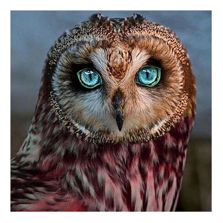 Ever Moment Owl Diamond Painting Animal Full Square Drill 3F011