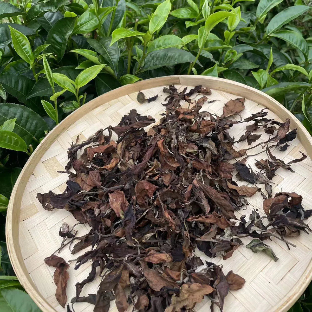 New Style Hot Selling Yunnan Gaba White Tea Gaba White Peony Loose Tea Leaves Bai Mu Dan MegaBDM