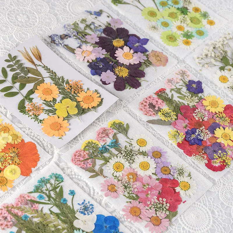 D072 Diy Material Mixed Pack Real Natural Dried Pressed Flowers
