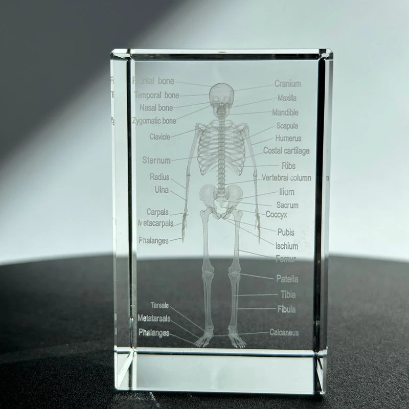 Customized 3D Laser Crystal Glass Cube for Table Decoration Luxury Science Education Skeleton Model 5x5x8cm