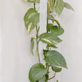 20-Inch Stack Transparent Pole Moss for Houseplants Made of Durable Plastic Material Garden Supply