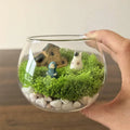 Mini Transparent Glass Terrarium Planter Pot for Hydroponic Succulent Plants Natural Attraction for Home Desk Tabletop Garden