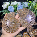 Wholesale Price Natural Ammonite Fossils Crystal Ammonite Fossils Slice for Gifts