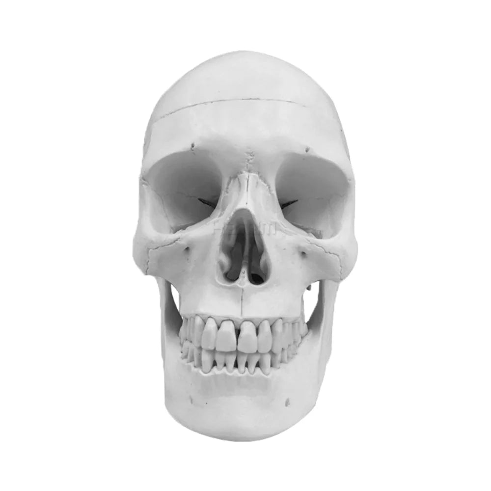 Life Size Human Skull Model 3 Parts Pvc Skull Model