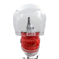 TJIRIS Dental Education Device Model Manikin Phantom Head Models