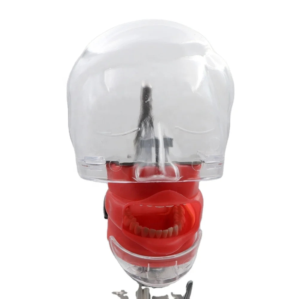 TJIRIS Dental Education Device Model Manikin Phantom Head Models