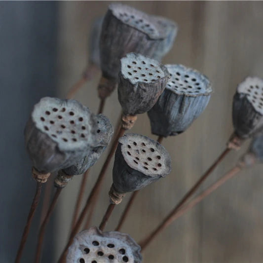 2020 the Most Popular Dried Flower Dried Lotus Pods for Decoration