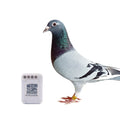 Racing Pigeon Tracking System Rasteador Gps Blanco Ring with Gps for Birds for Pigeons Gps