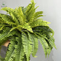 Home Decoration Artificial Plastic Fern Topiary Bushes for Garden Landscaping and Outdoor Living Durable Grass-like Plant