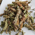 Xia Ku Cao Clearing Heating Chinese Herbs Common Selfheal Fruit-spike for Sale