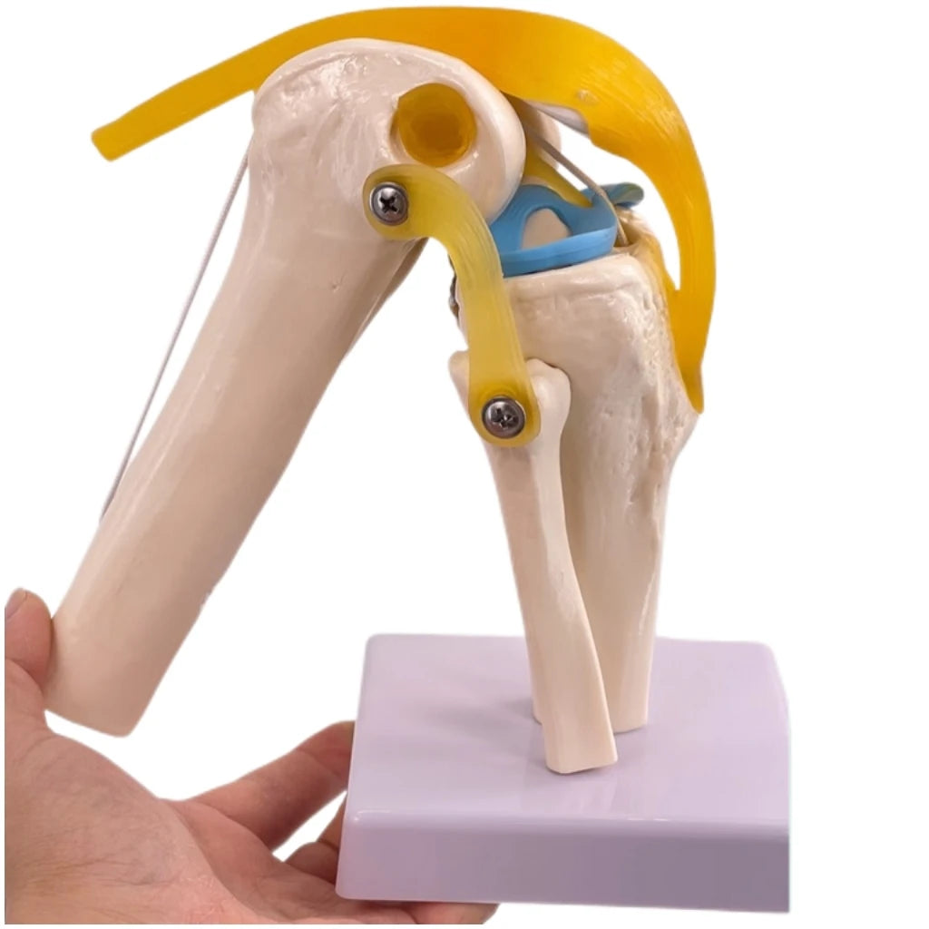 Medical Anatomy Life Size Human Skeleton Knee Joint Anatomical Model