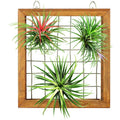 Large Air Plant Frame Hanging Airplant Holder Display Hanger Wooden Shelf Wall Decor for House Plants