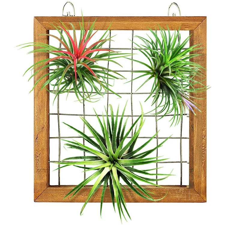 Large Air Plant Frame Hanging Airplant Holder Display Hanger Wooden Shelf Wall Decor for House Plants