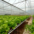 Wholesale Hydroponic Farm Microgreen Planting System With Nft Channel