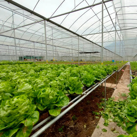 Wholesale Hydroponic Farm Microgreen Planting System With Nft Channel