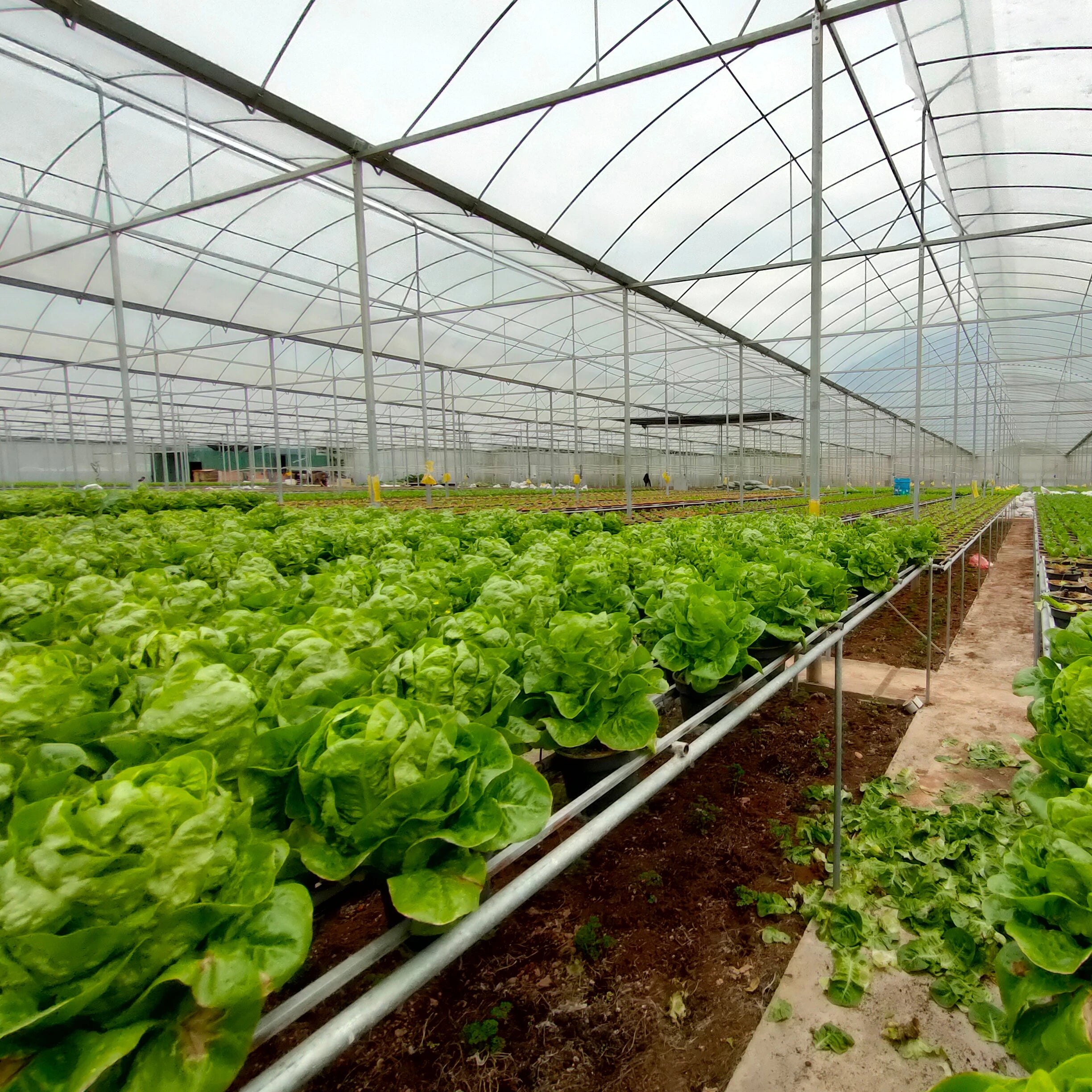 Wholesale Hydroponic Farm Microgreen Planting System With Nft Channel