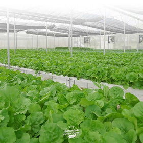 Vertical Nft Hydroponics PVC Channel for Hydroponic Growing System