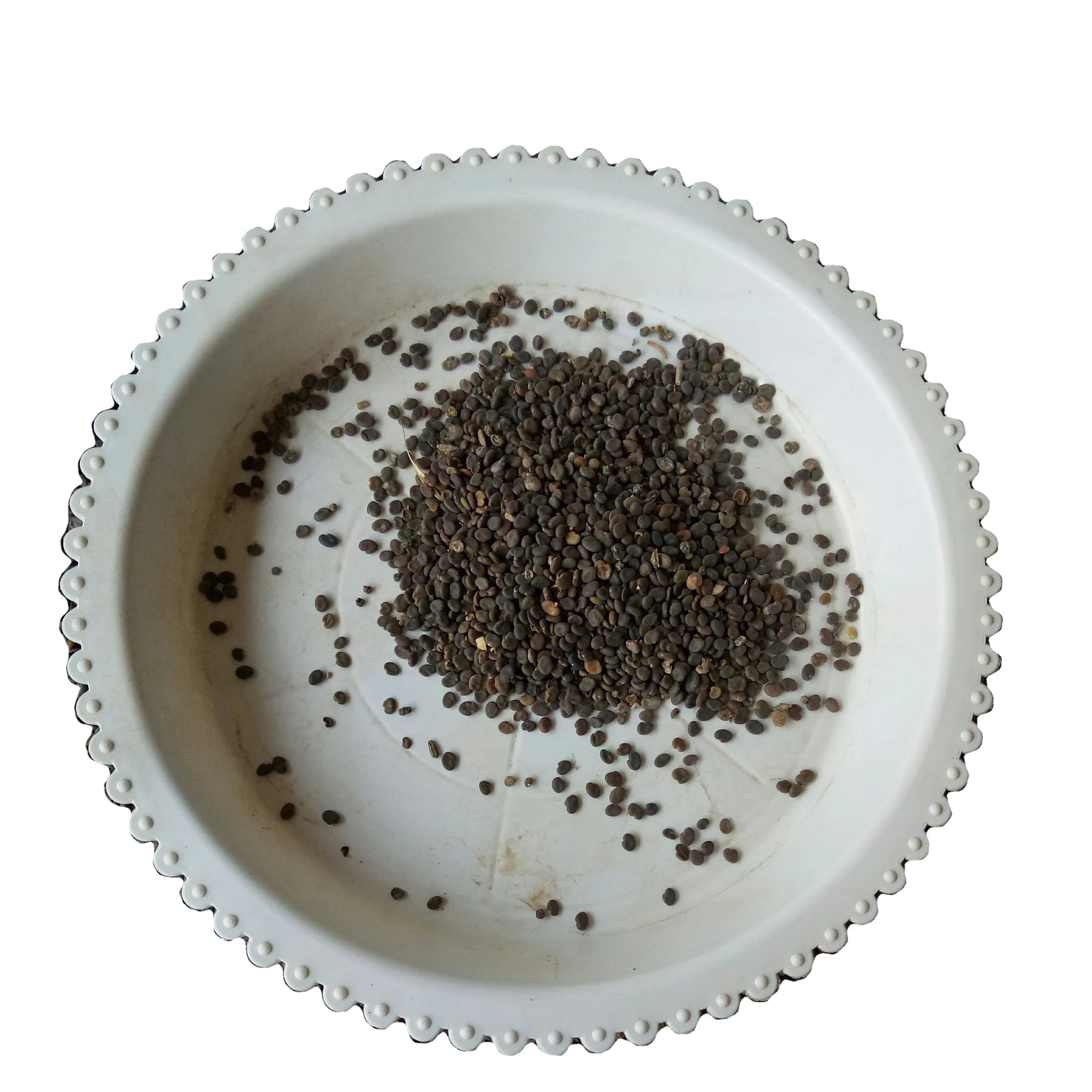 Sha Yuan Zi Natural Astragalus Complanatus Seeds Dried Astragali Complanati Semen for Sale